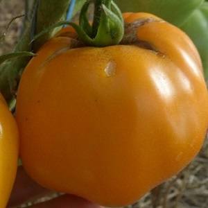 Томат Хурма желтый сорт томата