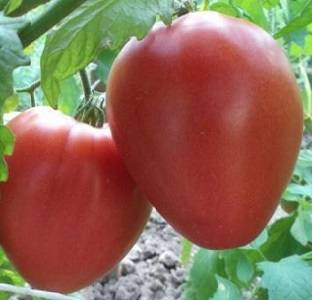 Томат Яша Югославский розовые,сердцевидные томаты