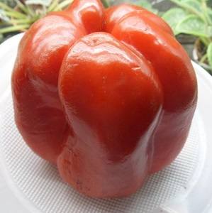 Перец Красный куб сочные плоды с толстыми стенками