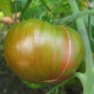 Томат Грин Копия полосатая окраска помидоров