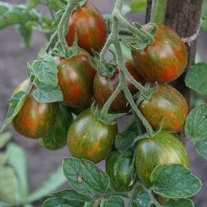 Томат Супер экзотика сливовидный томат оригинальной окраски