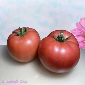Томат Ранняя любовь низкорослый сорт помидор.