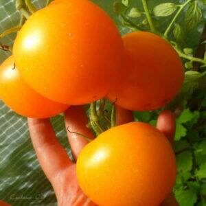 Томат Арансия желтые,оранжевые помидоры