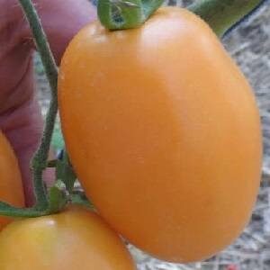 Томат Фляшен оранжевый сливовидный желтый помидор
