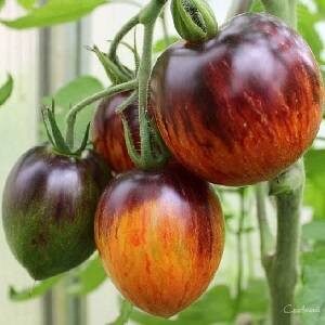 Томат Гаргамель полосатые помидоры