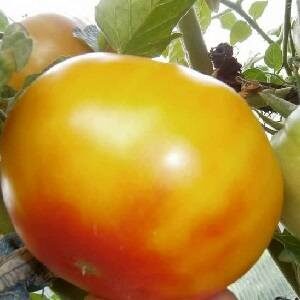 Томат Грейпфрут желтые помидоры биколор