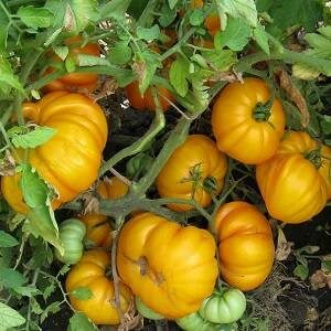 Томат Измаильский ребристый желтые сорта томатов