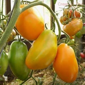 Томат Калькутта-помидоры желтого цвета в форме сливки.