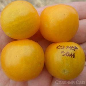 Томат Летнее Солнце интересные желтые томаты черри