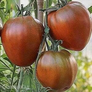 Томат Шоколадное Сердце помидоры сердцевидной формы