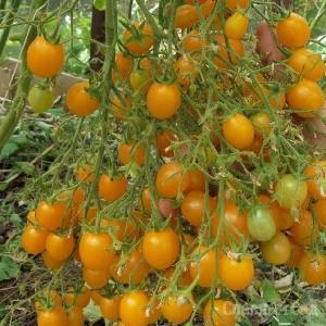 Томат Сумасшедшие вишни Барри желтые помидоры