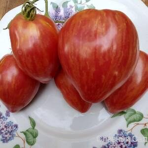 Томат Дон Жуан сливовидные помидоры