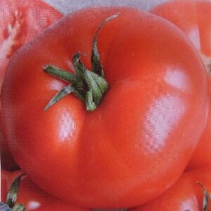 томат Бабай красный помидор