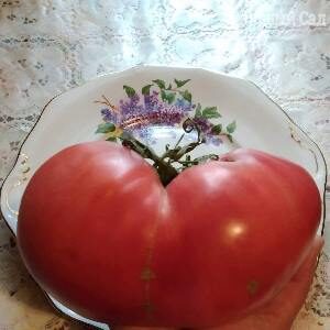 Томат Лодочка помидор плоской формы