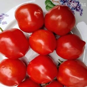 Томат Буденовка красные помидоры с носиком