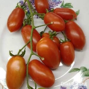 Томат Черри Пальчики помидоры для выращивания на балконе