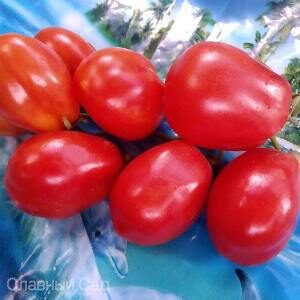 Томат Сливка Бендрика красная помидоры в форме сливы