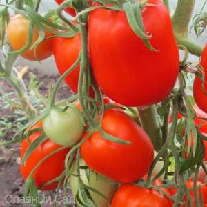 Томат Сливка Бендрика красная сливовидные томаты