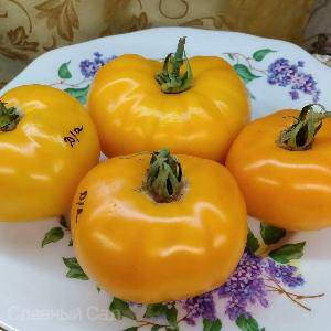 Томат Донецкий Апельсин желтые помидоры