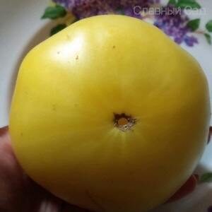 Томат Даггин Белый светло желтые помидоры