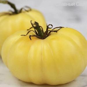 Томат Даггин Белый ранний желтый сорт помидор