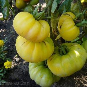 Томат Даггин Белый желтый сорт томатов