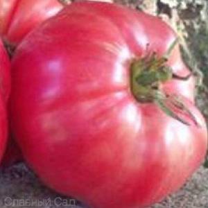 Томат Эль Амар розовый ребристый помидор