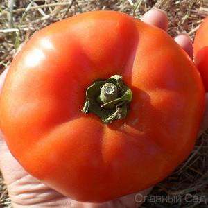 Томат Добрый Молодец крупноплодные помидоры
