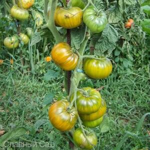 Томат Зеленая тайна мистера Граба зеленые ребристые помидоры