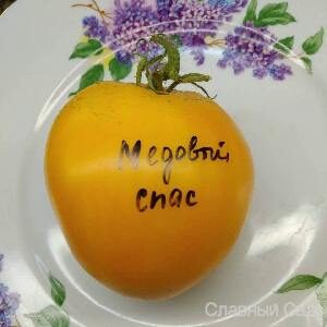 Томат Медовый Спас желтый сорт томатов