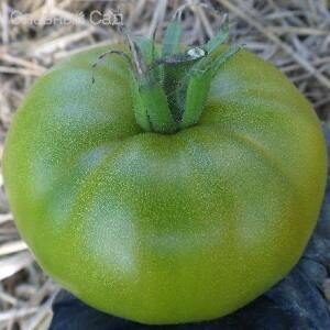 Томат Ирландский Ликер редкие зеленые сорта томатов
