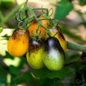 Томат Сливовая Капля желто фиолетовые плоды черри