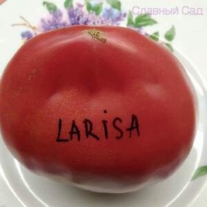 Томат Лариса розовый сердцевидный помидор