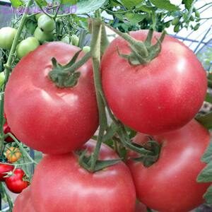 Томат Малиновка помидоры розового цвета