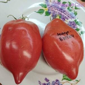 Томат Минусинские Бычки помидоры перцевидной формы с носиком