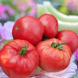 Томат Минусинские шары коллекционный сорт томата