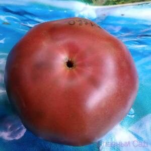 Томат Фиолетовый Оуэна редкий сорт фиолетовых томатов