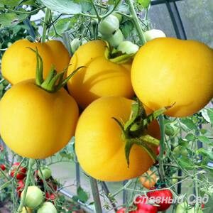 Томат Персик редкий сорт томата желтого цвета