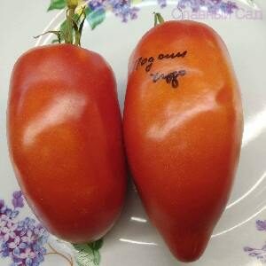 Томат Подсинское Чудо помидоры сливовидной формы