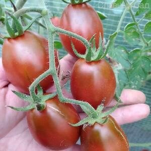Томат Чернослив сорт помидоров сливовидной формы