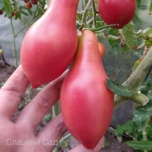 Томат Сибирский Хоттабыч редкий сорт томата