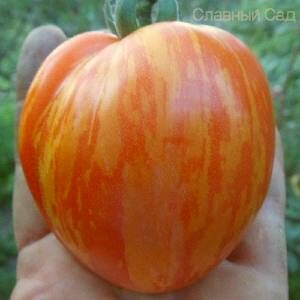 Томат Сибирский яблочный Редкий полосатый сорт томата