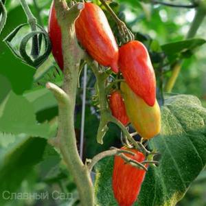 Томат Искры Пламени необычная сливовидная форма томатов