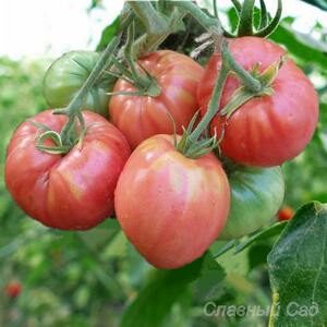 Томат Сладкий Кекс розовые сердцевидные помидоры