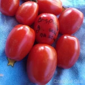 Томат Сызранские Дамские пальчики ранний сорт томатов