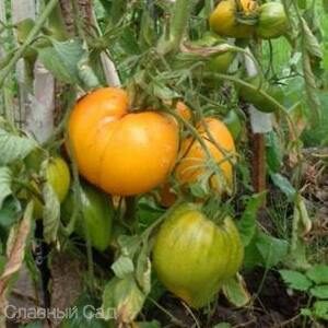 Томат Тырновский оранжевый редкий сорт желтых томатов