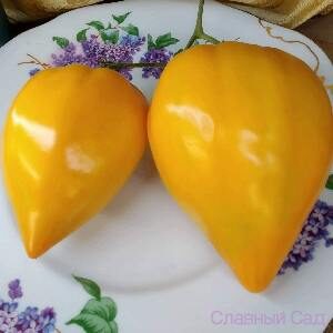 Томат Желтые Гребешки коллекционный сорт желтых томатов