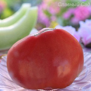Томат Знаменитая клубника Миссис Шлаубах розовый сердцевидный томат