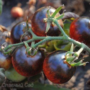 Томат Голубика черные томаты