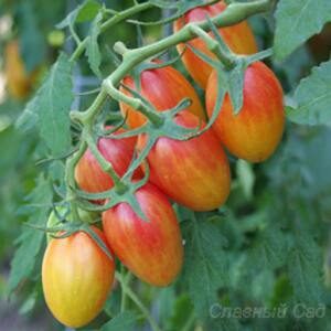 Томат Блаш сорт желтых помидоров черри